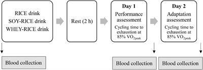 Pre-exercise Carbohydrate Drink Adding Protein Improves Post-exercise Fatigue Recovery